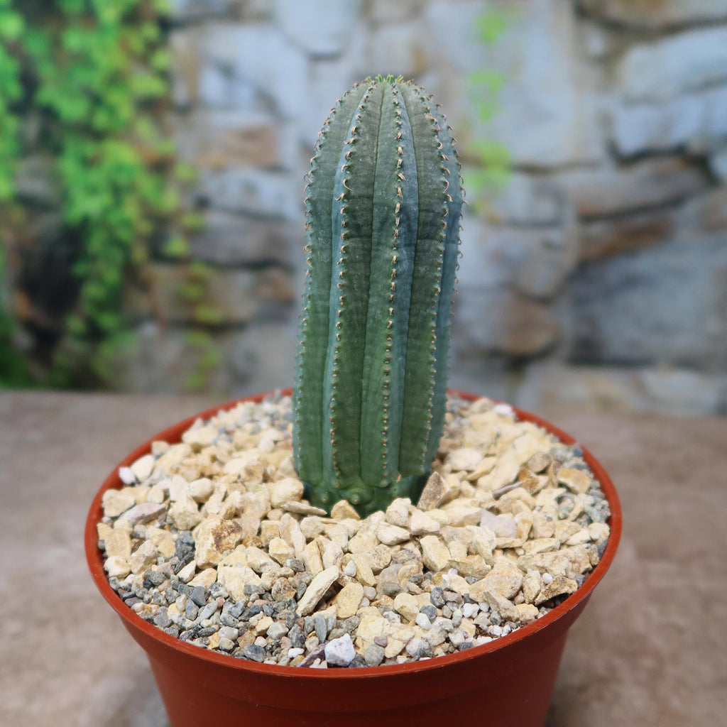 A compact Euphorbia infausta with vertical ridges sits in a red pot with light gravel, set against a blurred stone wall and greenery.