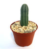 A small green Euphorbia infausta with vertical ridges in a brown plastic pot of light gravel, set against a white background.