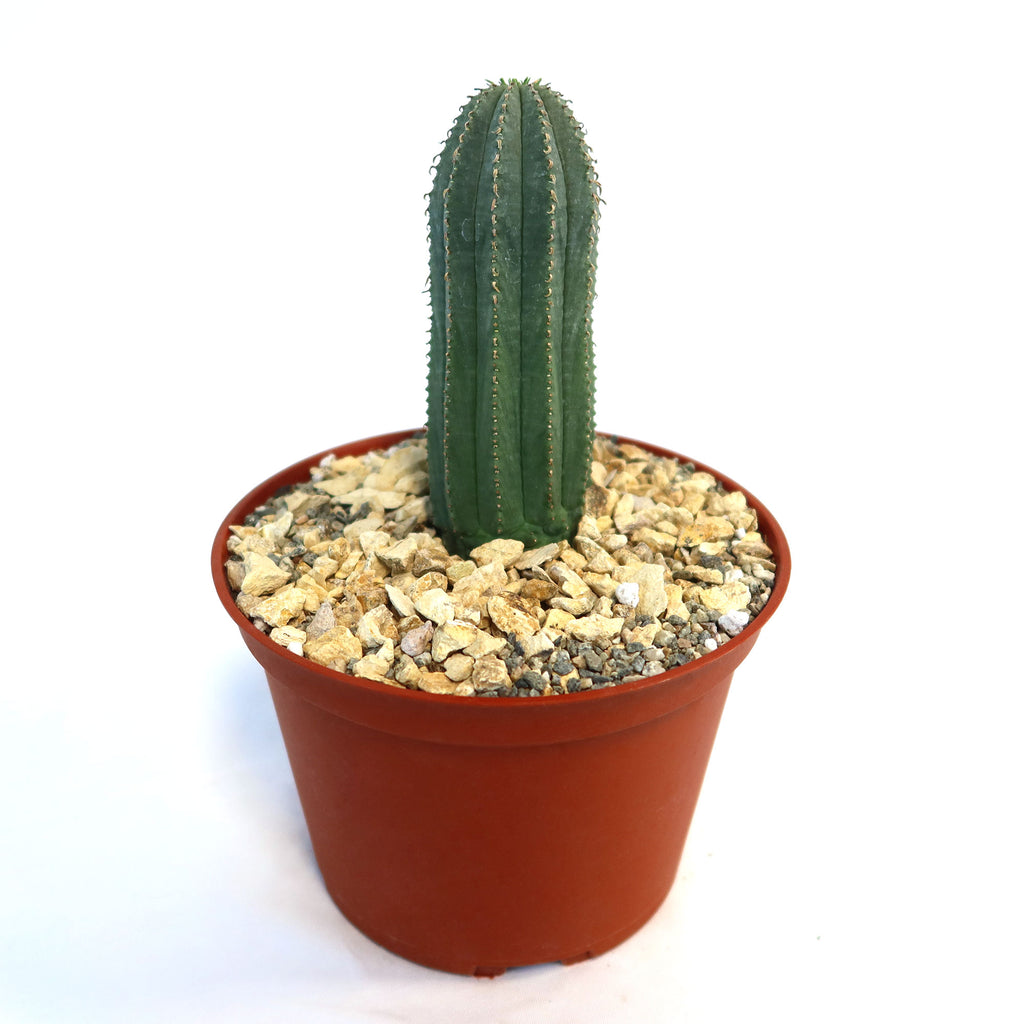 A small green Euphorbia infausta with vertical ridges in a brown plastic pot of light gravel, set against a white background.