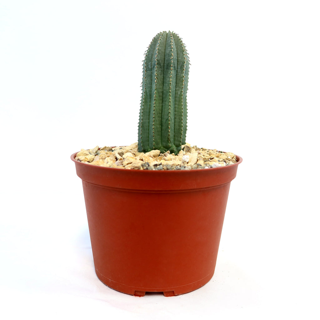 Euphorbia infausta with vertical ridges and small spines in a brown plastic pot of gravel, shown against a white background.