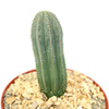 Euphorbia infausta, a tall green ribbed succulent with small spines, stands upright in a pot of light brown pebbles.