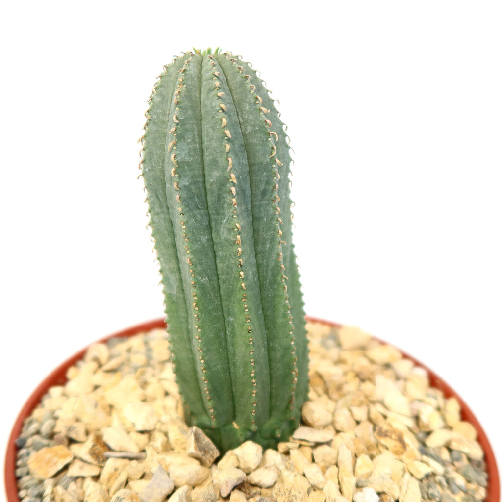 Euphorbia infausta, a tall green ribbed succulent with small spines, stands upright in a pot of light brown pebbles.