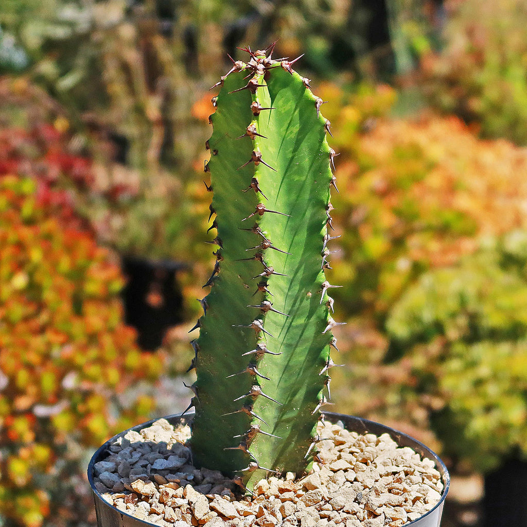 Chocolate Drop Cactus - Euphorbia ingens &
