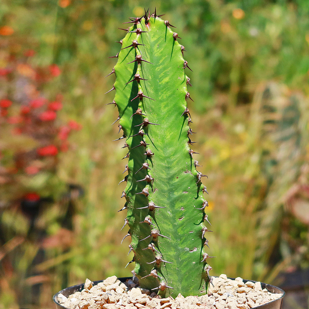 Chocolate Drop Cactus - Euphorbia ingens &