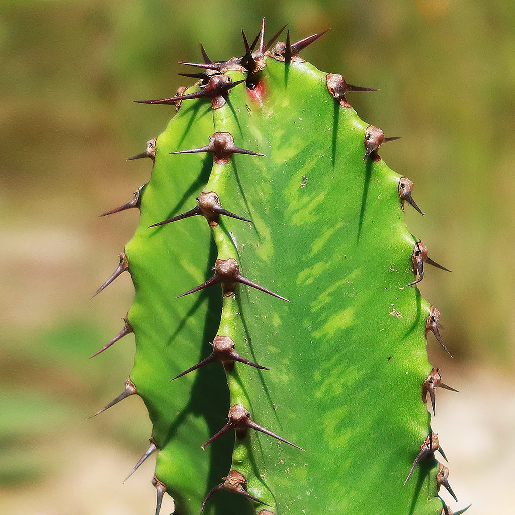 Chocolate Drop Cactus - Euphorbia ingens &