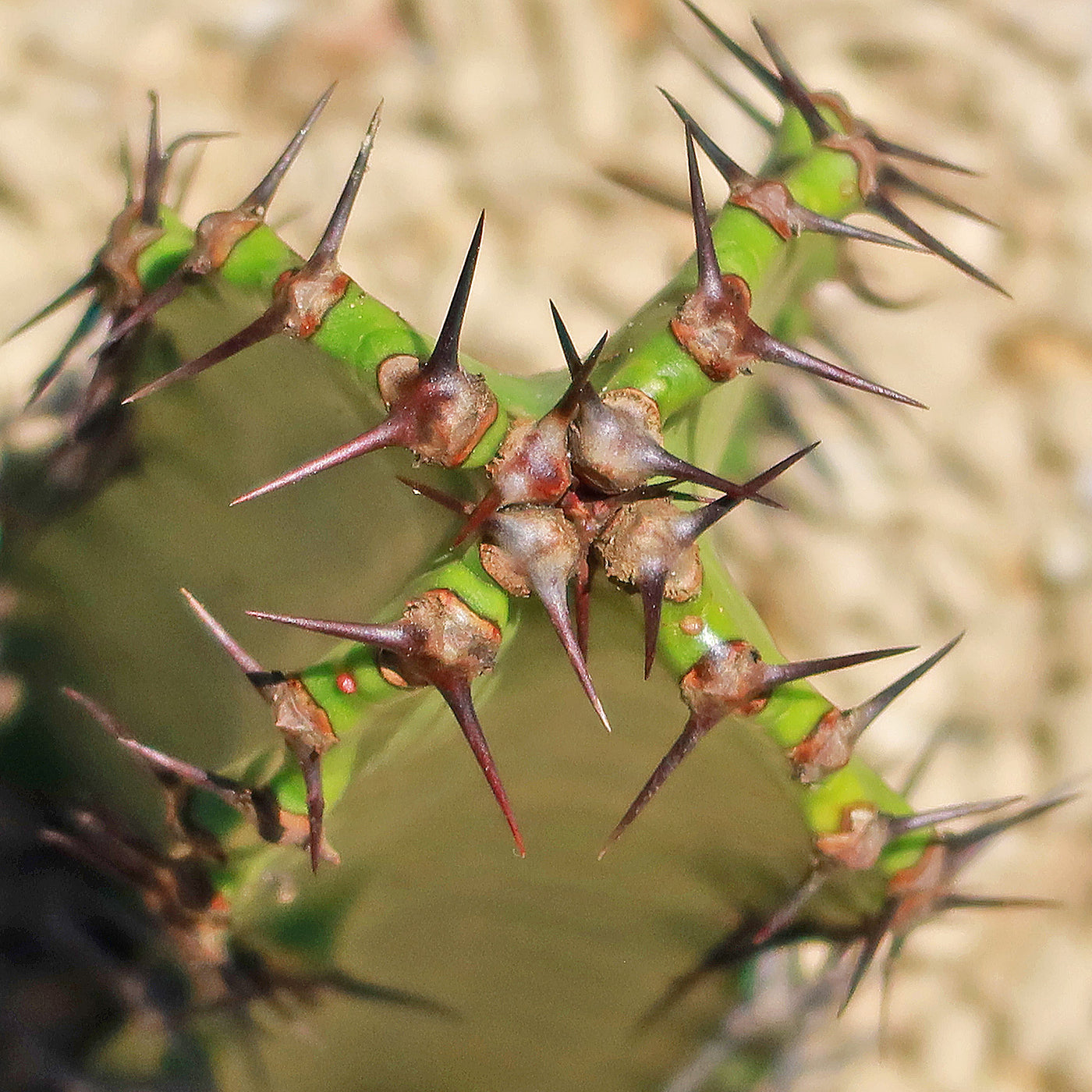 chocolate drop succulent Euphorbia ingens 'Chocolate Drop' Info