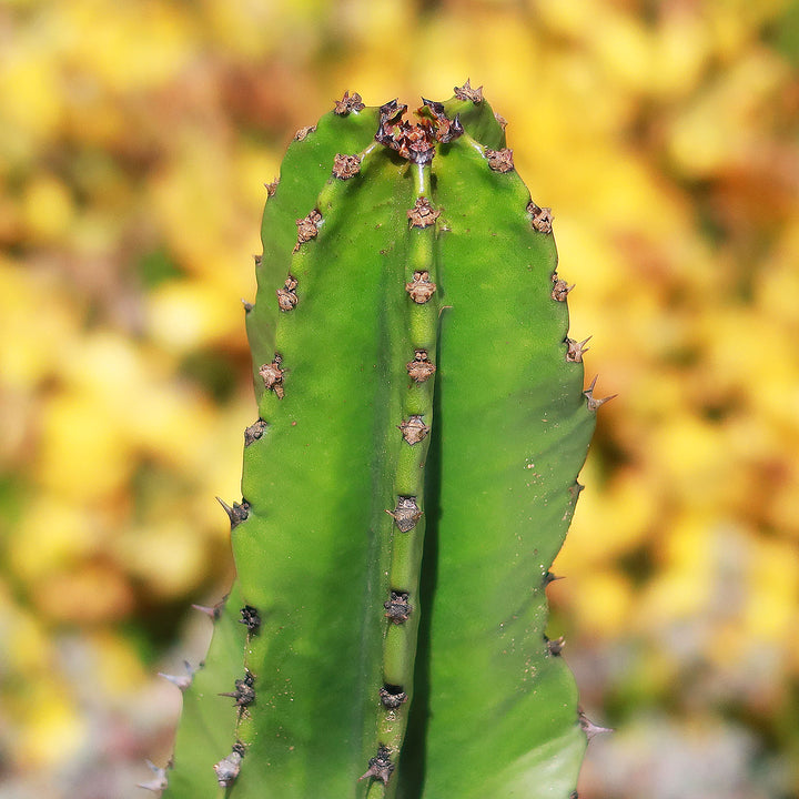 Euphorbia Ingens 