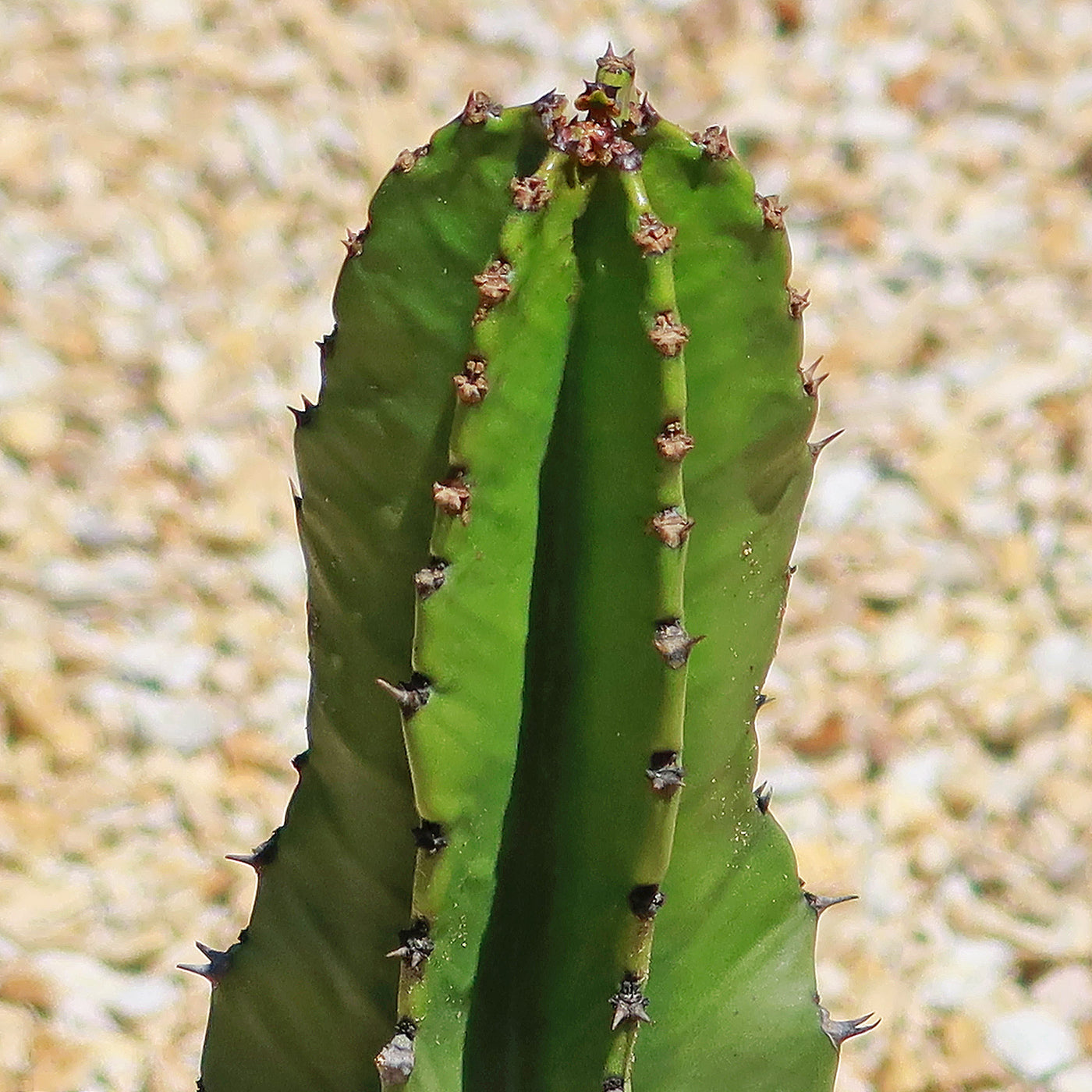 Candelabra Tree - Euphorbia ingens