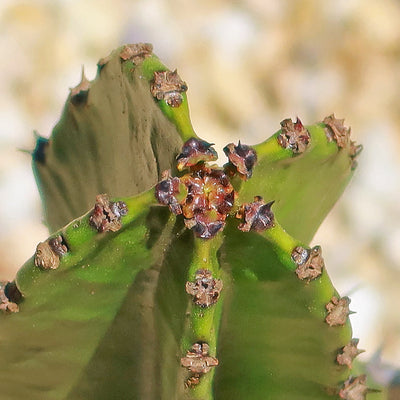 Candelabra Tree - Euphorbia ingens