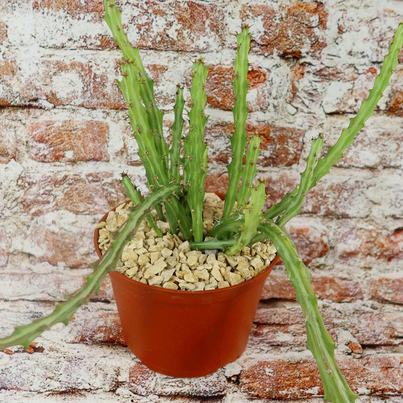 Euphorbia knuthii 4