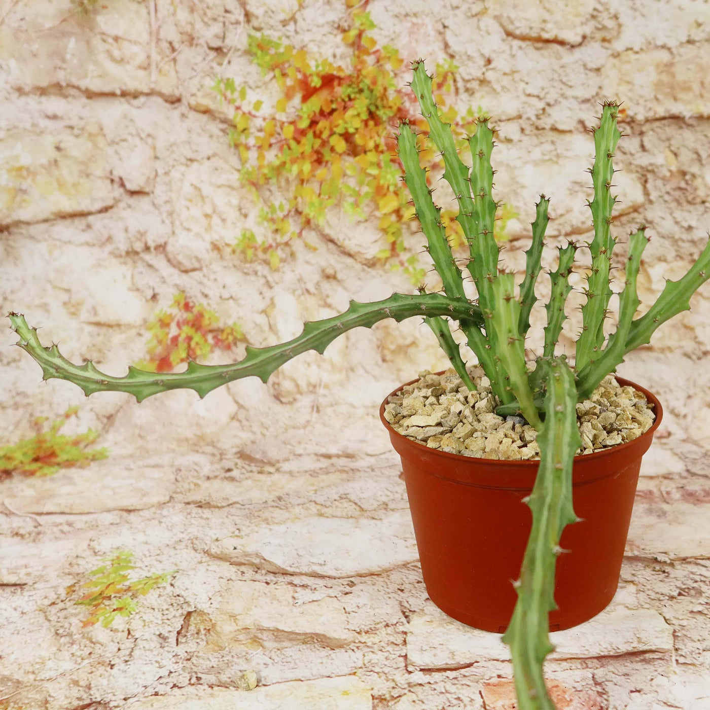Buy Euphorbia Knuthii | Striped Green Spurge | Planet Desert