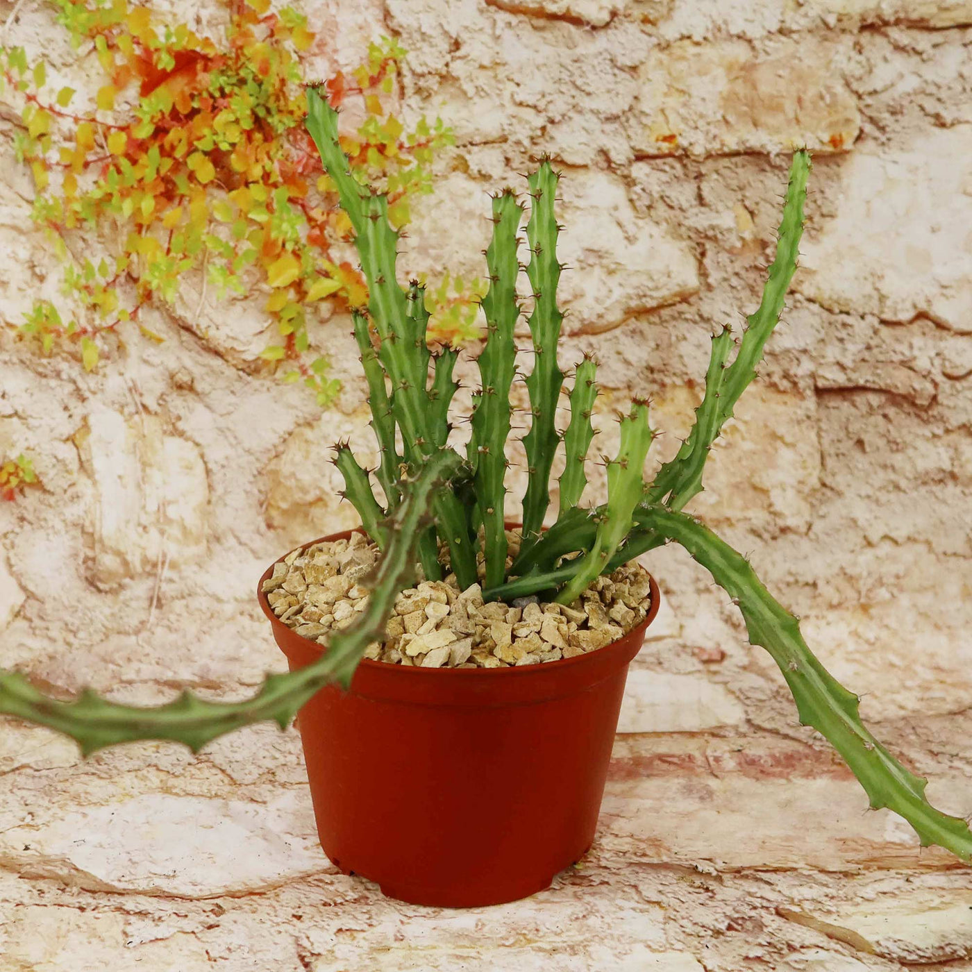 spiny succulents Buy Euphorbia Knuthii | Striped Green Spurge