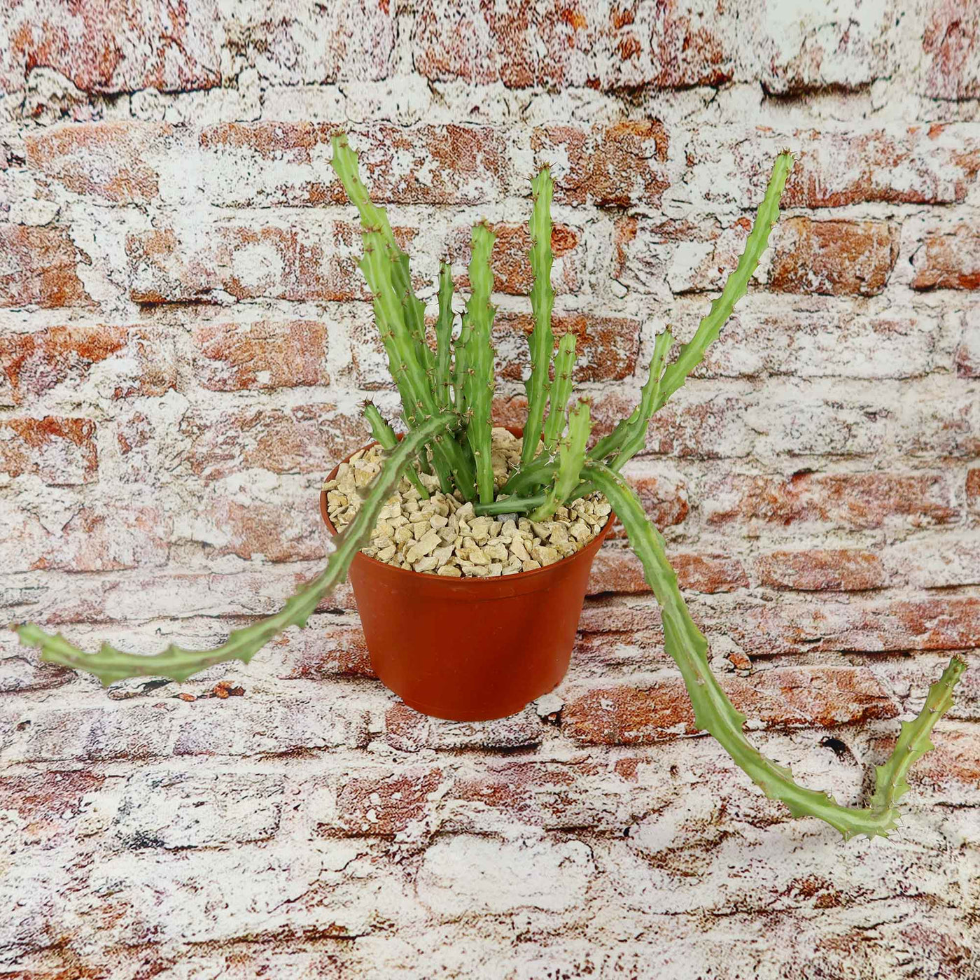 Buy Euphorbia Knuthii | Striped Green Spurge | Planet Desert