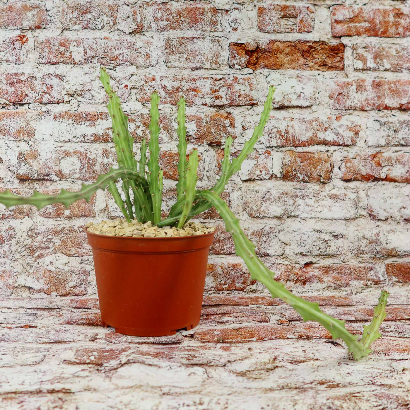 Buy Euphorbia Knuthii | Striped Green Spurge