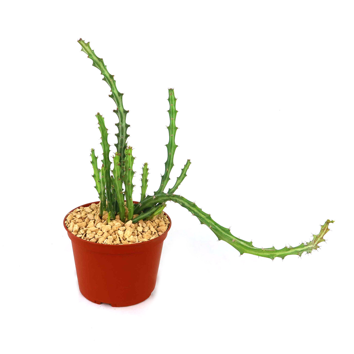 succulent spiny Buy Euphorbia Knuthii | Striped Green Spurge