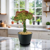 Mermaid Tail Cactus - Euphorbia lactea Cristata Grafted