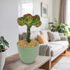 Mermaid Tail Cactus - Euphorbia lactea Cristata Grafted