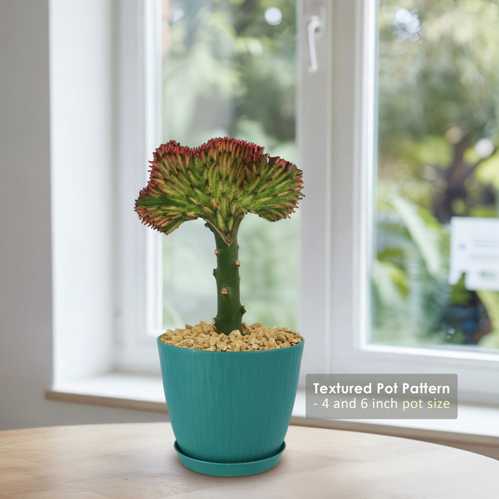Mermaid Tail Cactus - Euphorbia lactea Cristata Grafted