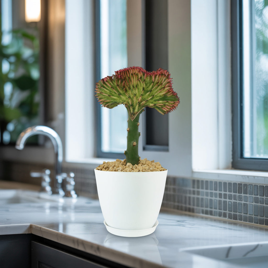 Mermaid Tail Cactus - Euphorbia lactea Cristata Grafted