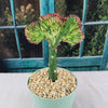 Mermaid Tail Cactus - Euphorbia lactea Cristata Grafted