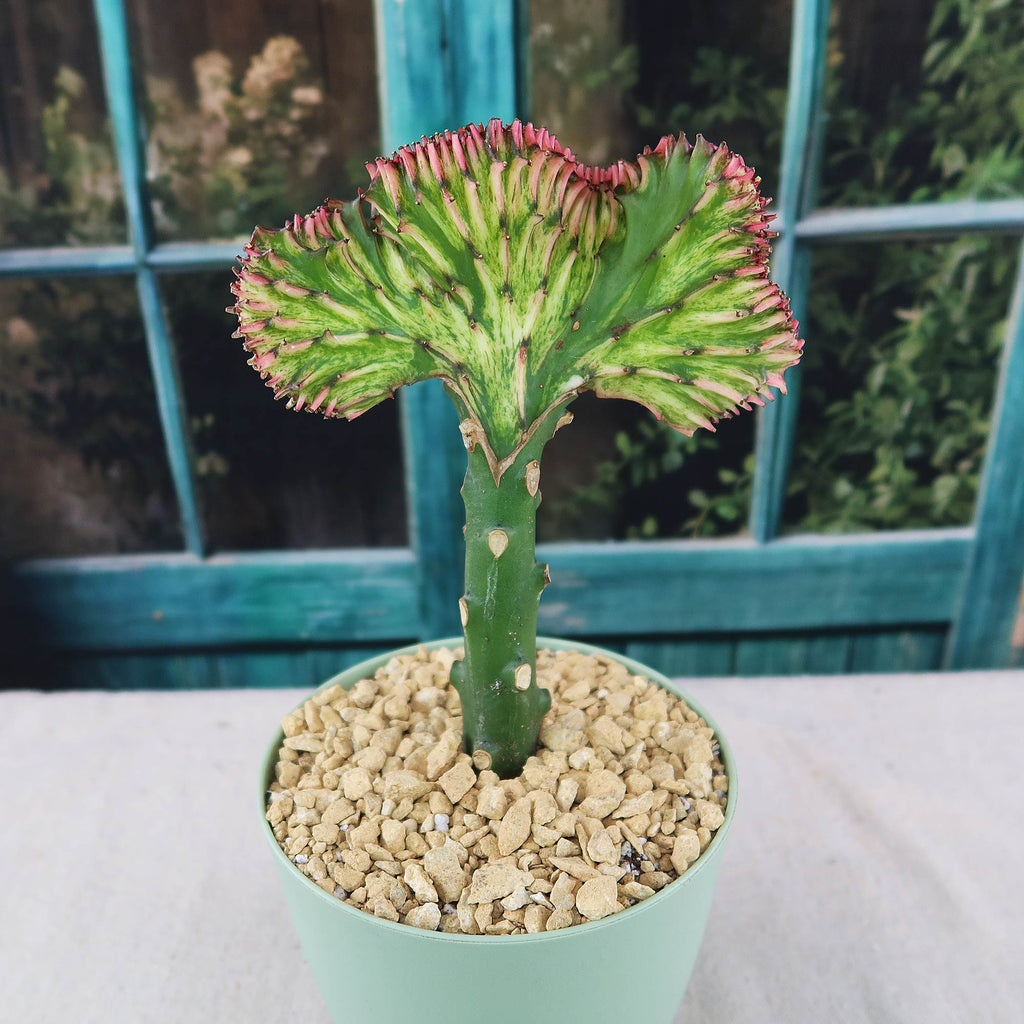 Mermaid Tail Cactus - Euphorbia lactea Cristata Grafted