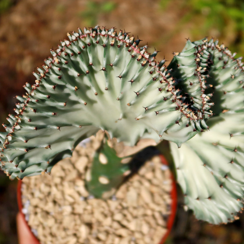 Mermaid Tail Cactus - Euphorbia lactea Cristata Grafted