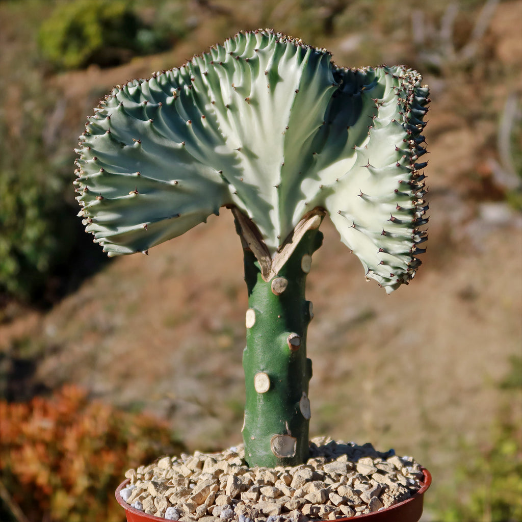 Mermaid Tail Cactus - Euphorbia lactea Cristata Grafted