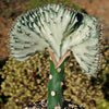 Euphorbia lactea Cristata Grafted