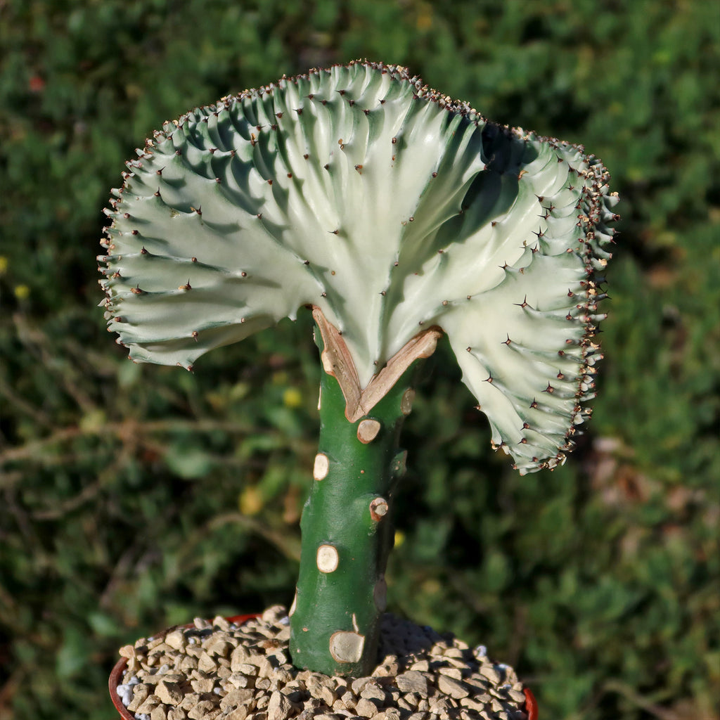 Mermaid Tail Cactus - Euphorbia lactea Cristata Grafted