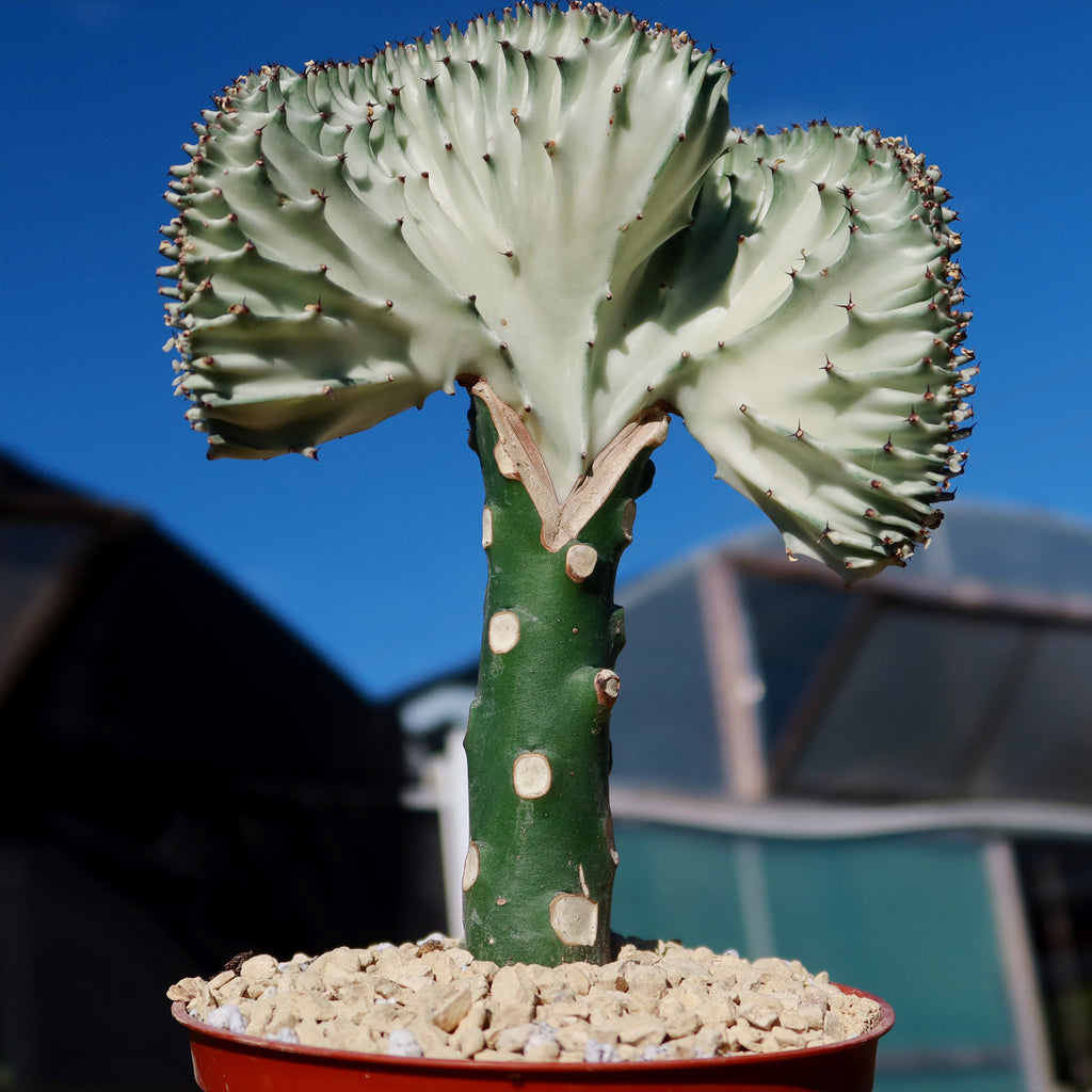 Mermaid Tail Cactus - Euphorbia lactea Cristata Grafted