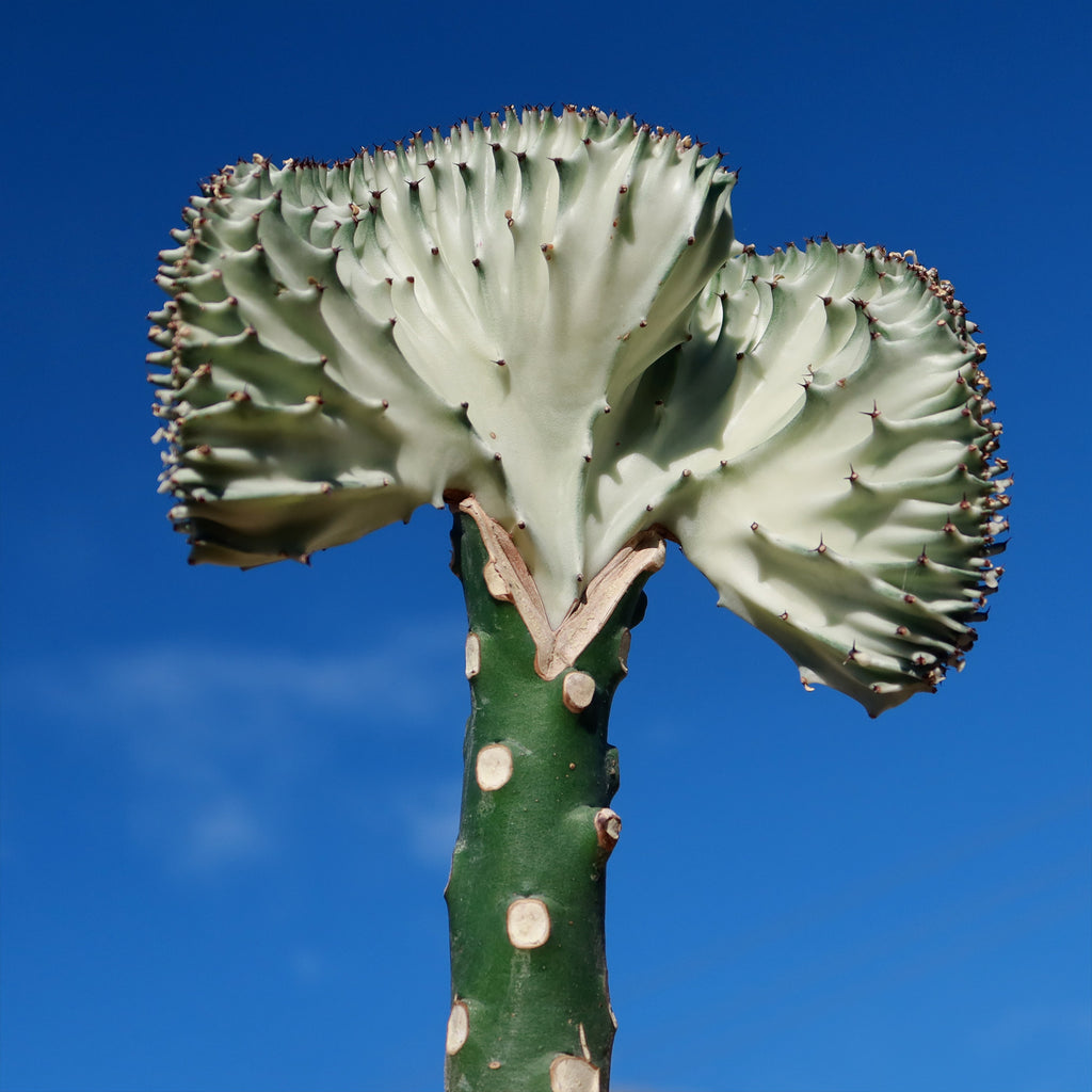 Mermaid Tail Cactus - Euphorbia lactea Cristata Grafted