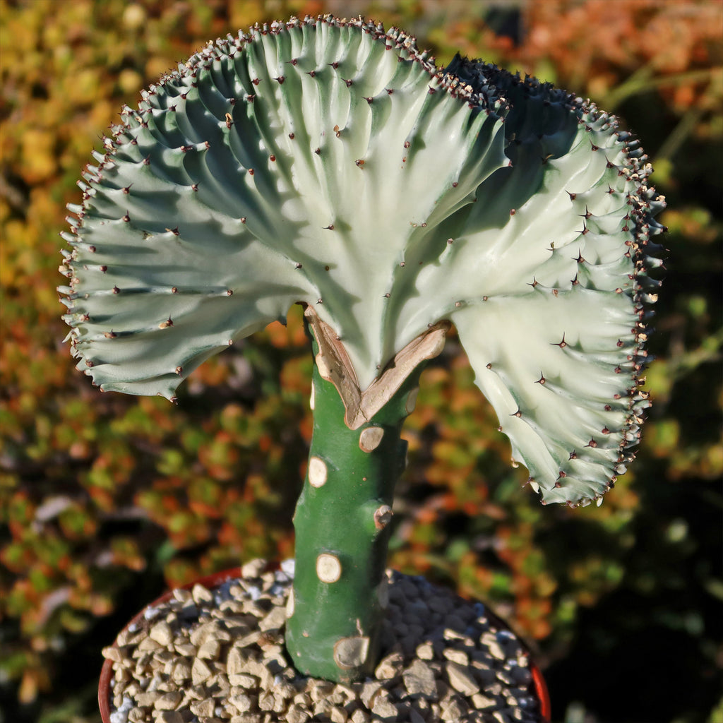 Mermaid Tail Cactus - Euphorbia lactea Cristata Grafted