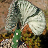 Euphorbia lactea Cristata Grafted