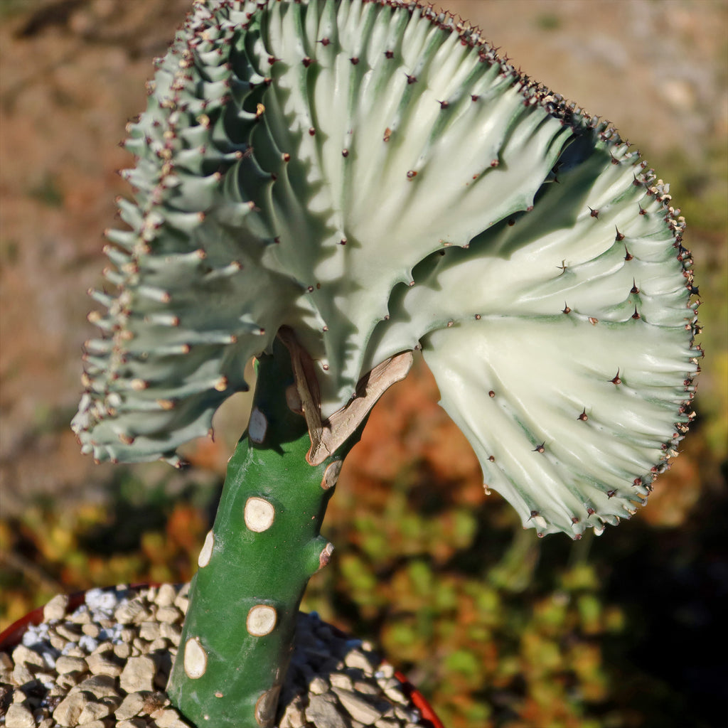 Mermaid Tail Cactus - Euphorbia lactea Cristata Grafted