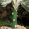 Euphorbia lactea Cristata Grafted