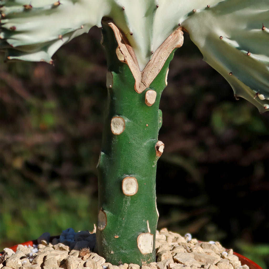 Mermaid Tail Cactus - Euphorbia lactea Cristata Grafted