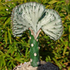 Euphorbia lactea Cristata Grafted