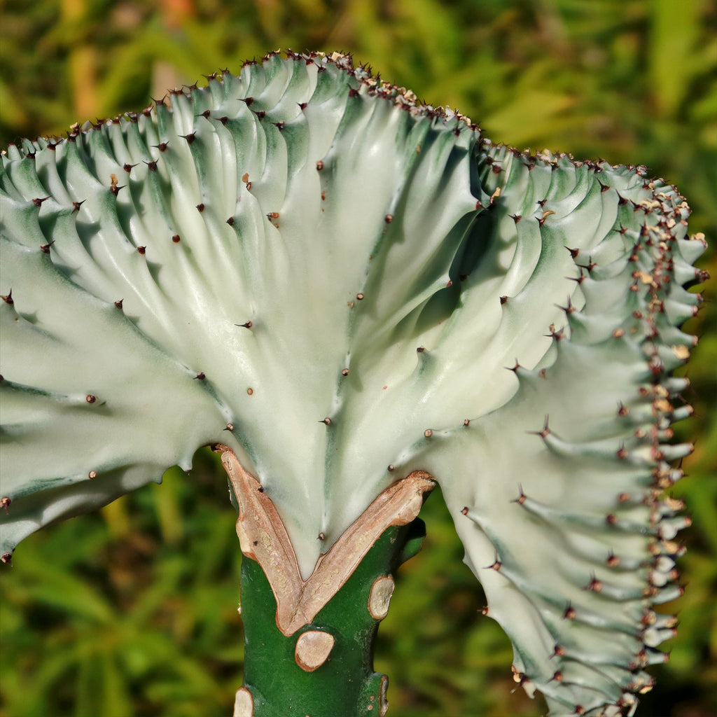 Mermaid Tail Cactus - Euphorbia lactea Cristata Grafted