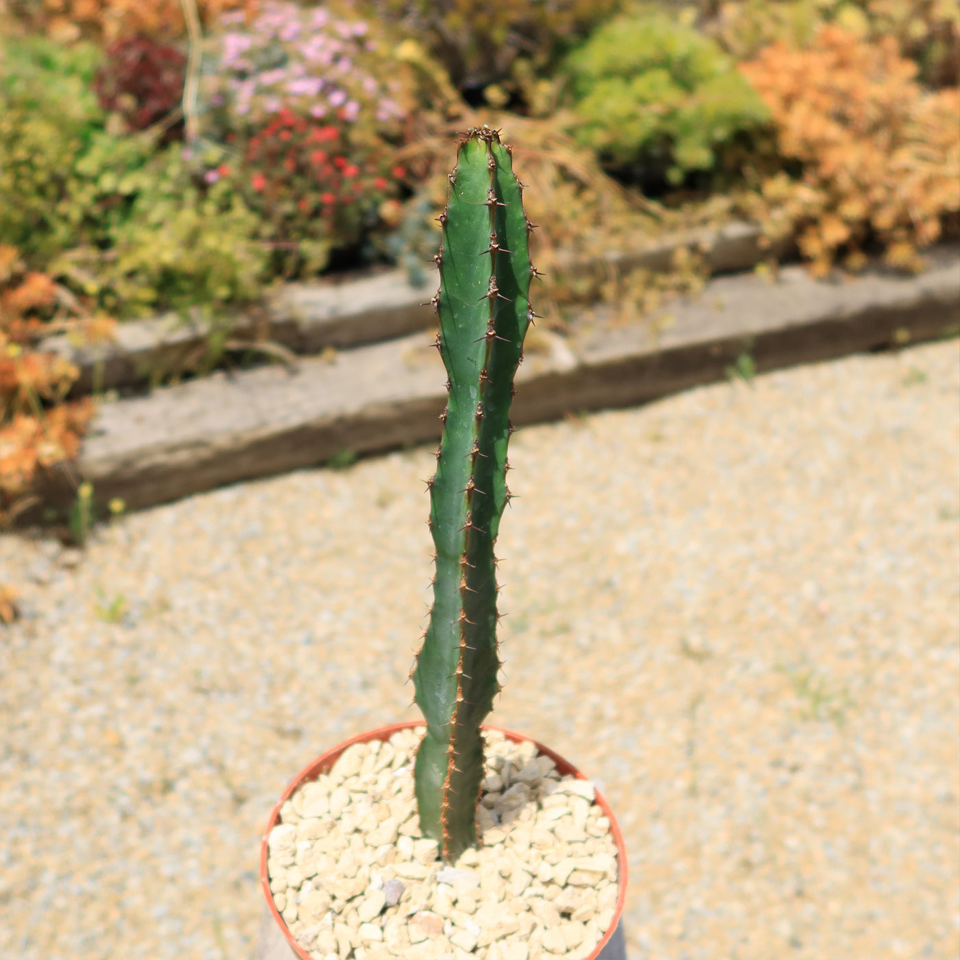 Euphorbia ledienii