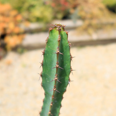 Euphorbia ledienii