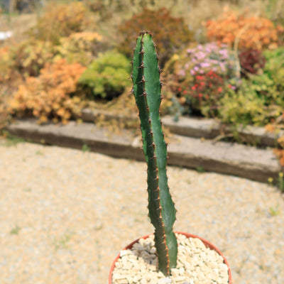 Euphorbia ledienii