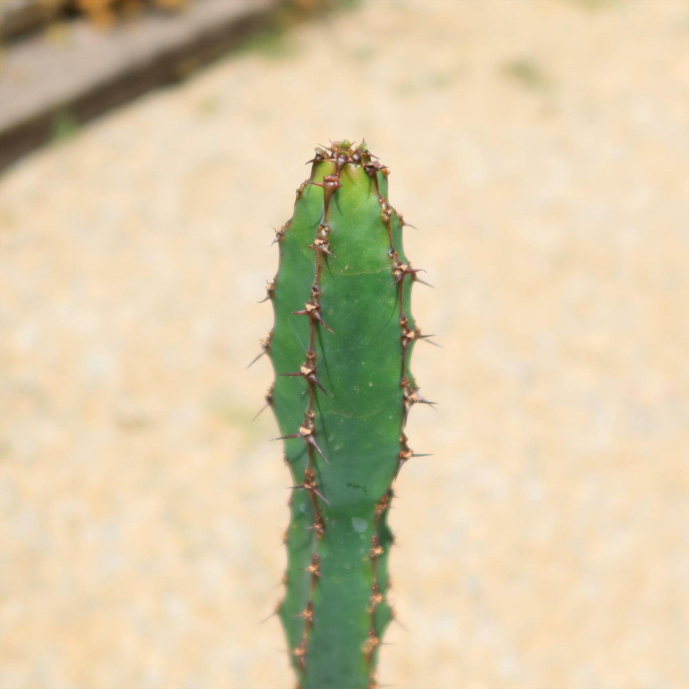 Euphorbia ledienii