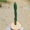 Euphorbia ledienii