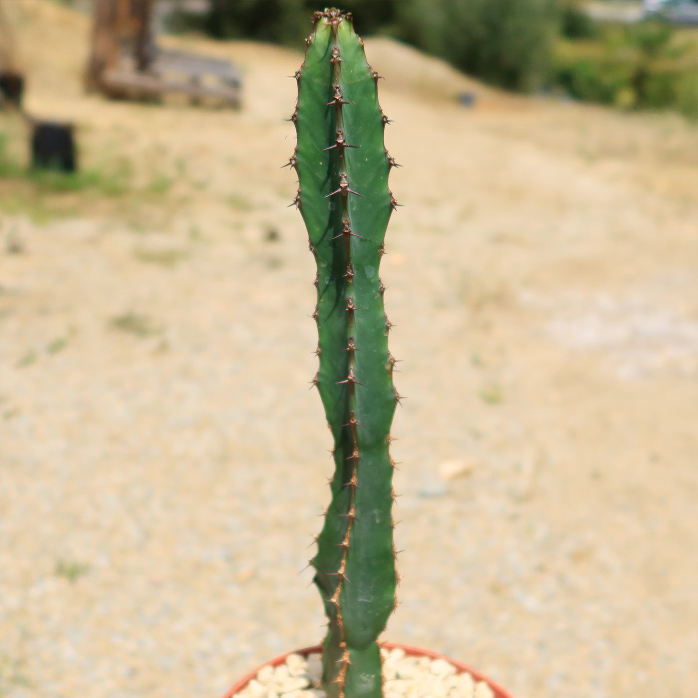 Euphorbia ledienii