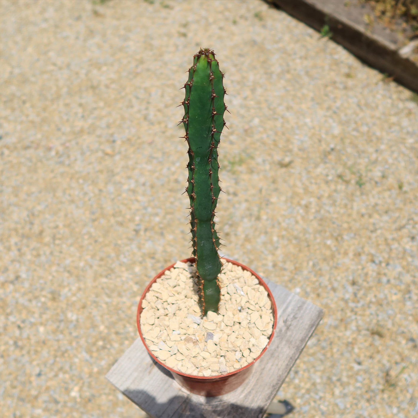 Euphorbia ledienii