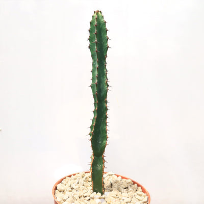 Euphorbia ledienii