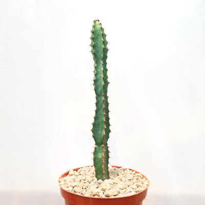 Euphorbia ledienii