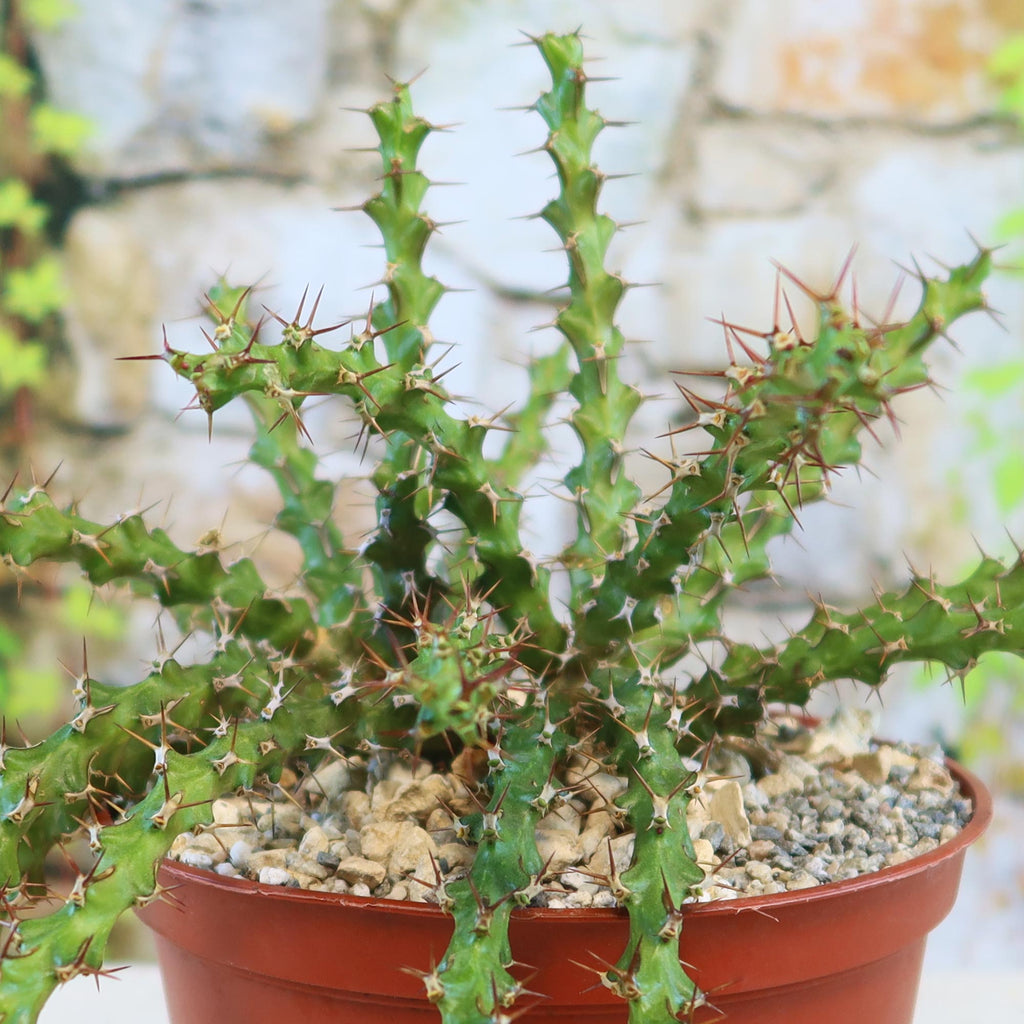 Euphorbia lenewtonii plant in a pot with small rocks and soil, showing spiky green stems and sharp thorns, set by a stone wall.