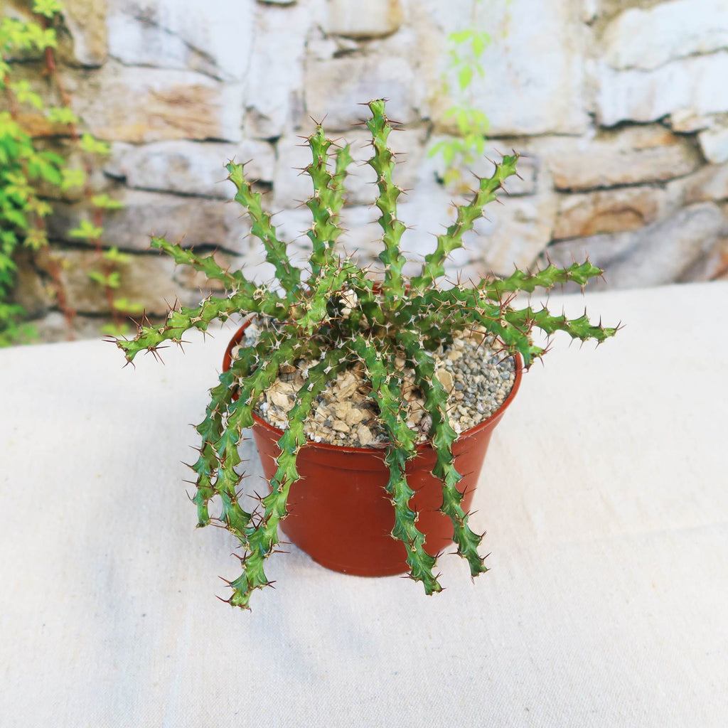 Euphorbia lenewtonii, a spiky green succulent with thin stems, in a small brown gravel pot on a light surface, lush backdrop.