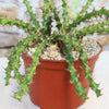 Euphorbia lenewtonii, a spiky green perennial from Tanzania, in a small reddish-brown pot with gravel and an earthy blurred background.
